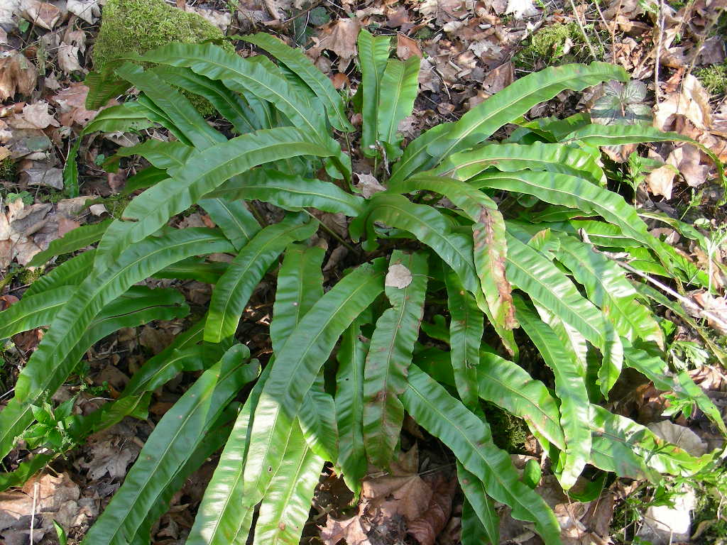 Phyllitis scolopendrium ... in Belgio